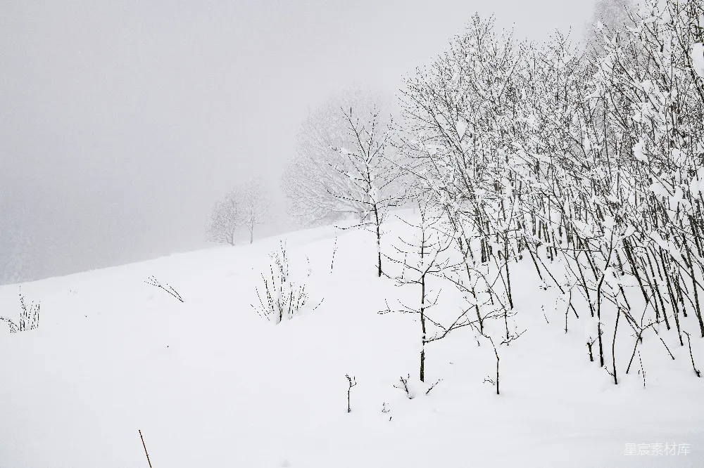 覆盖着白雪的山坡上有树木和灌木丛