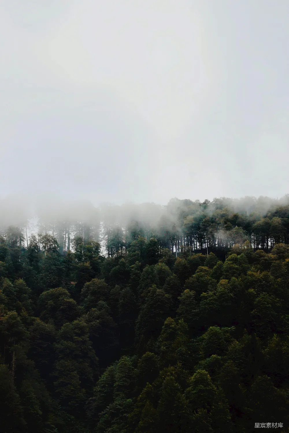 高清摄影 雾中的森林里有一片山坡。