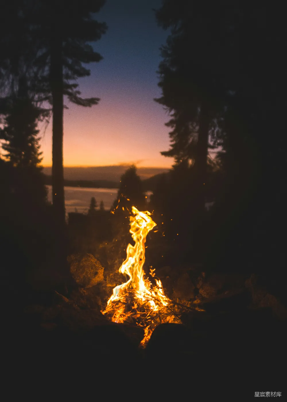夜晚篝火旁的树木附近