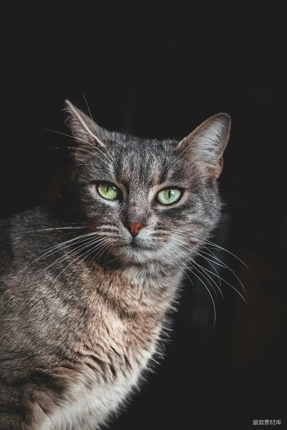 高清摄影 自然 壁纸 一只棕色虎斑猫在黑色背景前。