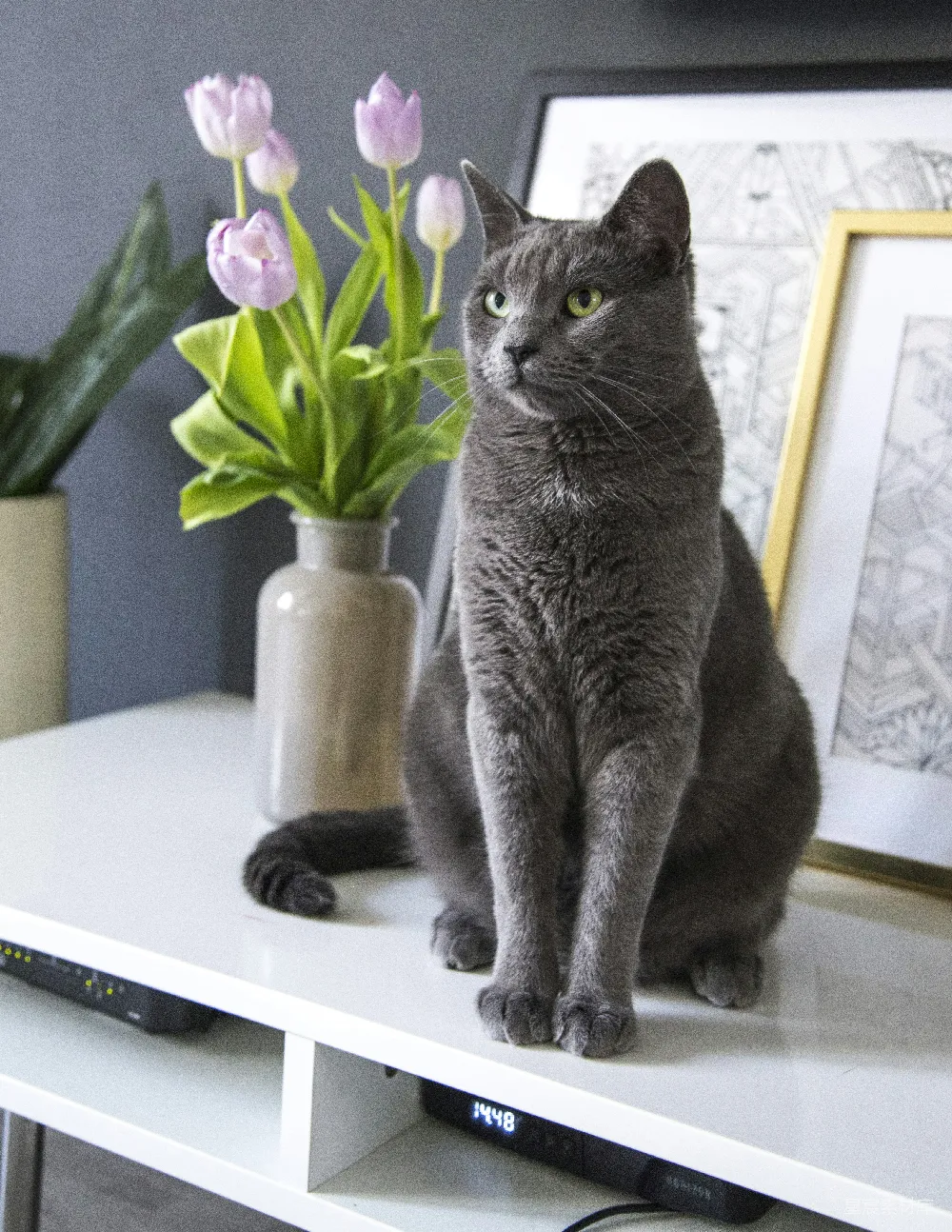 高清摄影  蓝猫在白桌上
