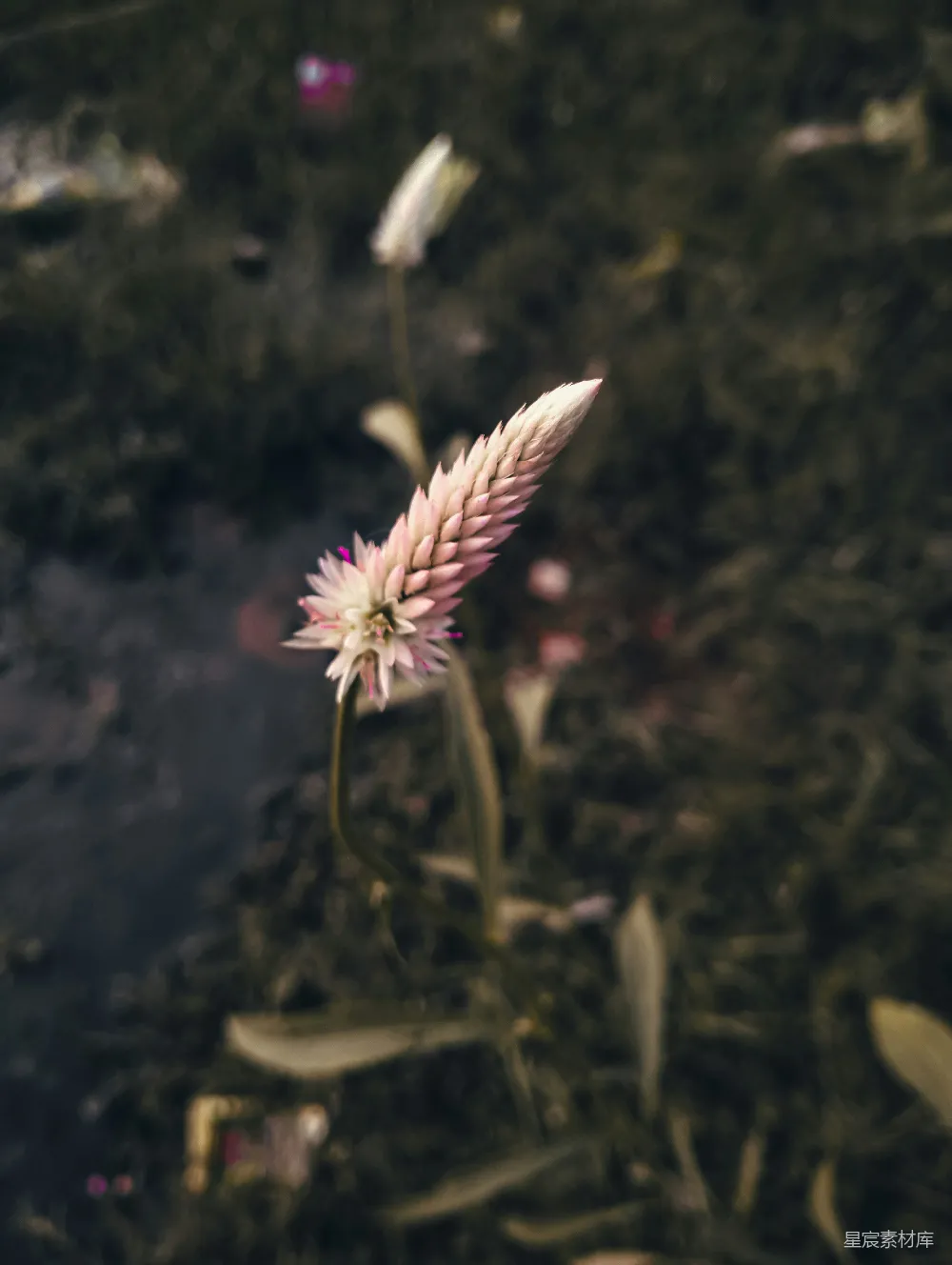 从地上长出的花朵