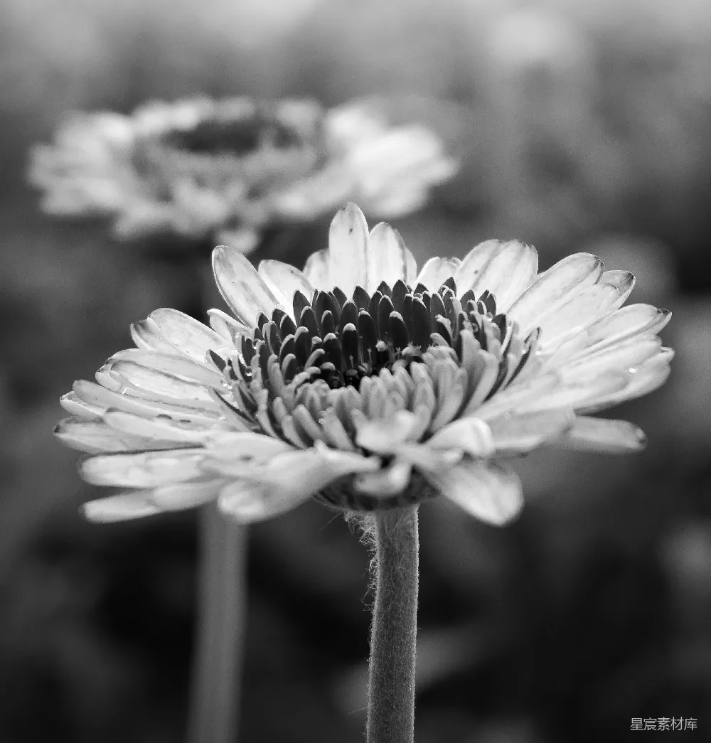 高清摄影  花卉特写摄影