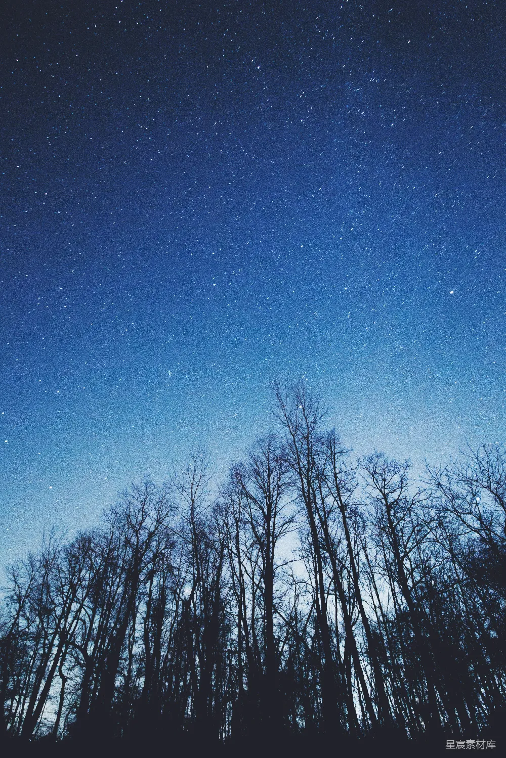 夜间裸树