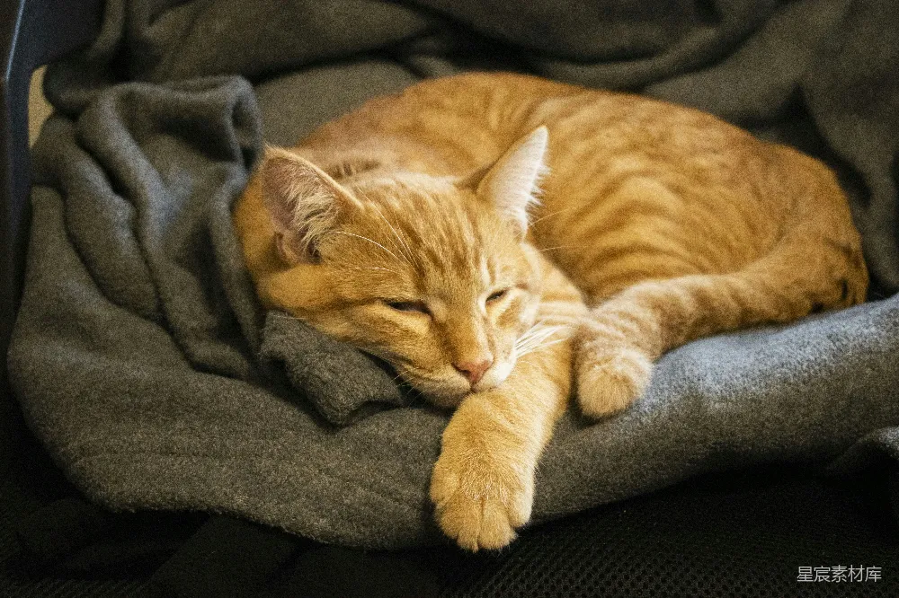 高清摄影  一只橙色的猫在毯子上睡觉