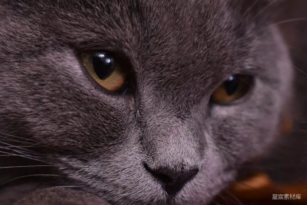 高清摄影  一只灰色的猫，有着黄色的眼睛，特写照。