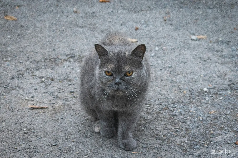 高清摄影  一只灰色的猫坐在砾石路上。