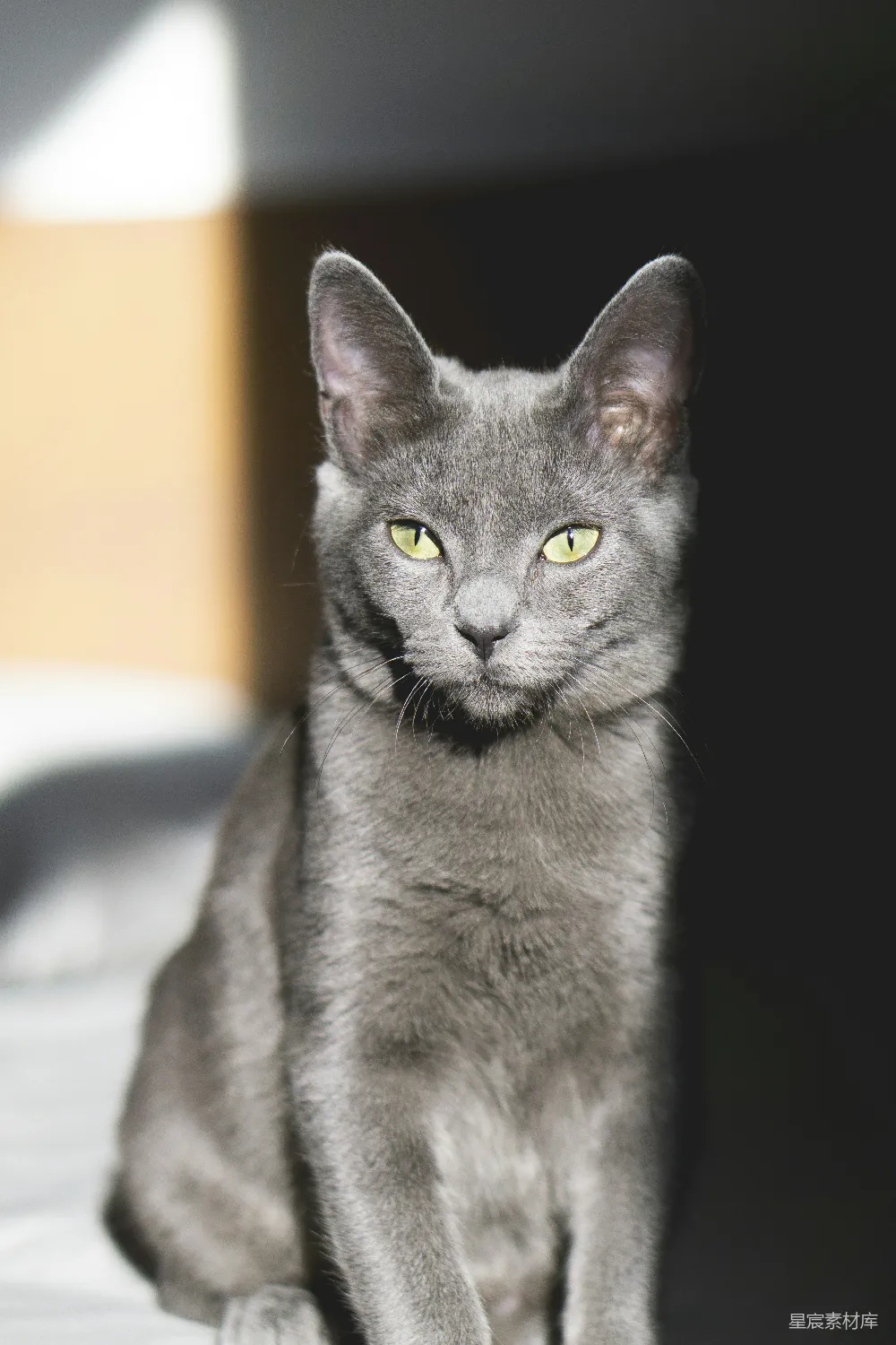 高清摄影  灰色的猫