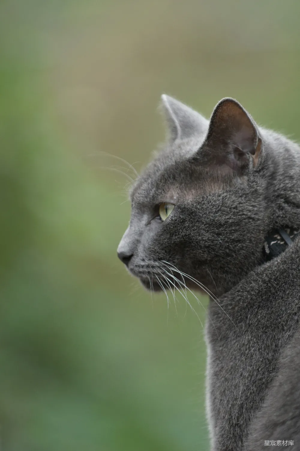 高清摄影  一只灰色的猫，绿色的眼睛看向远方。