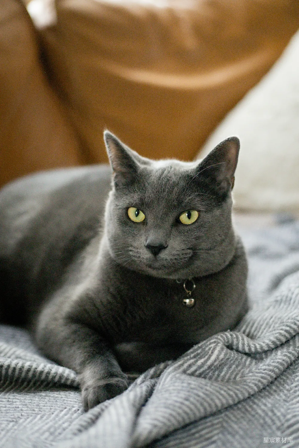 高清摄影  一只猫躺在毯子上