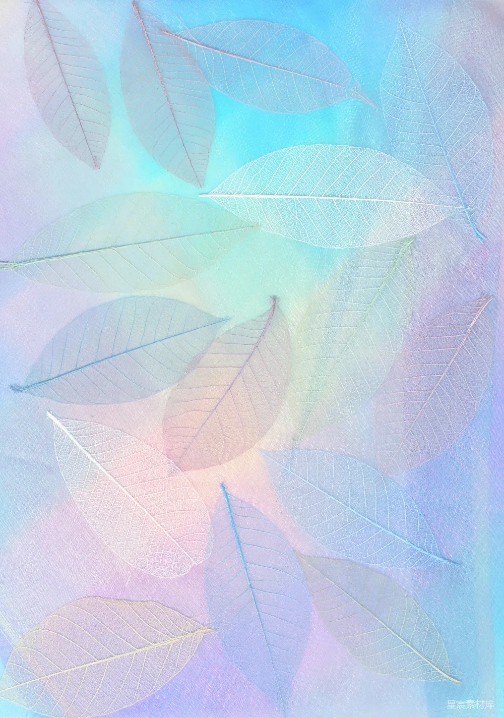 高清摄影 自然 艺术 壁纸 透明树叶的渐变背景
