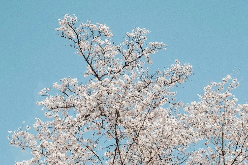 高清摄影  白树