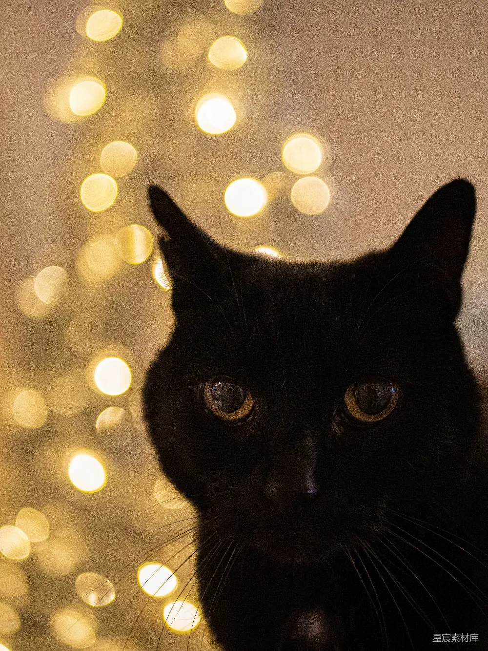 黑猫配以黄色的光晕效果灯光