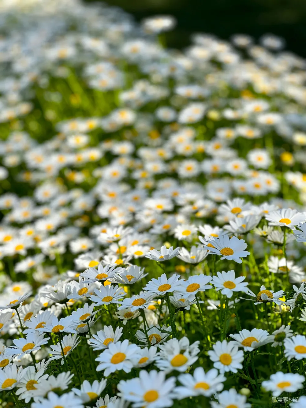 一片白花与黄花开满的田野