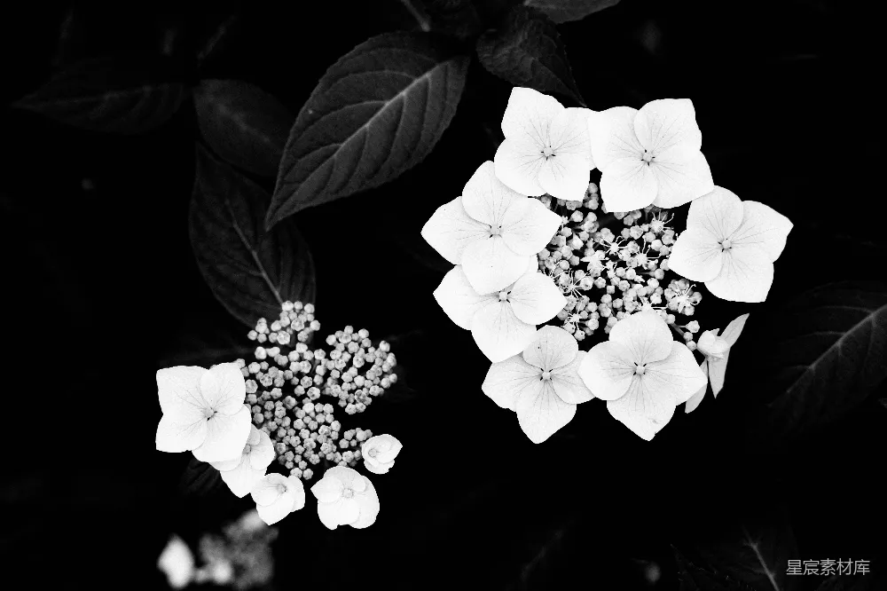 高清摄影  白花绿叶