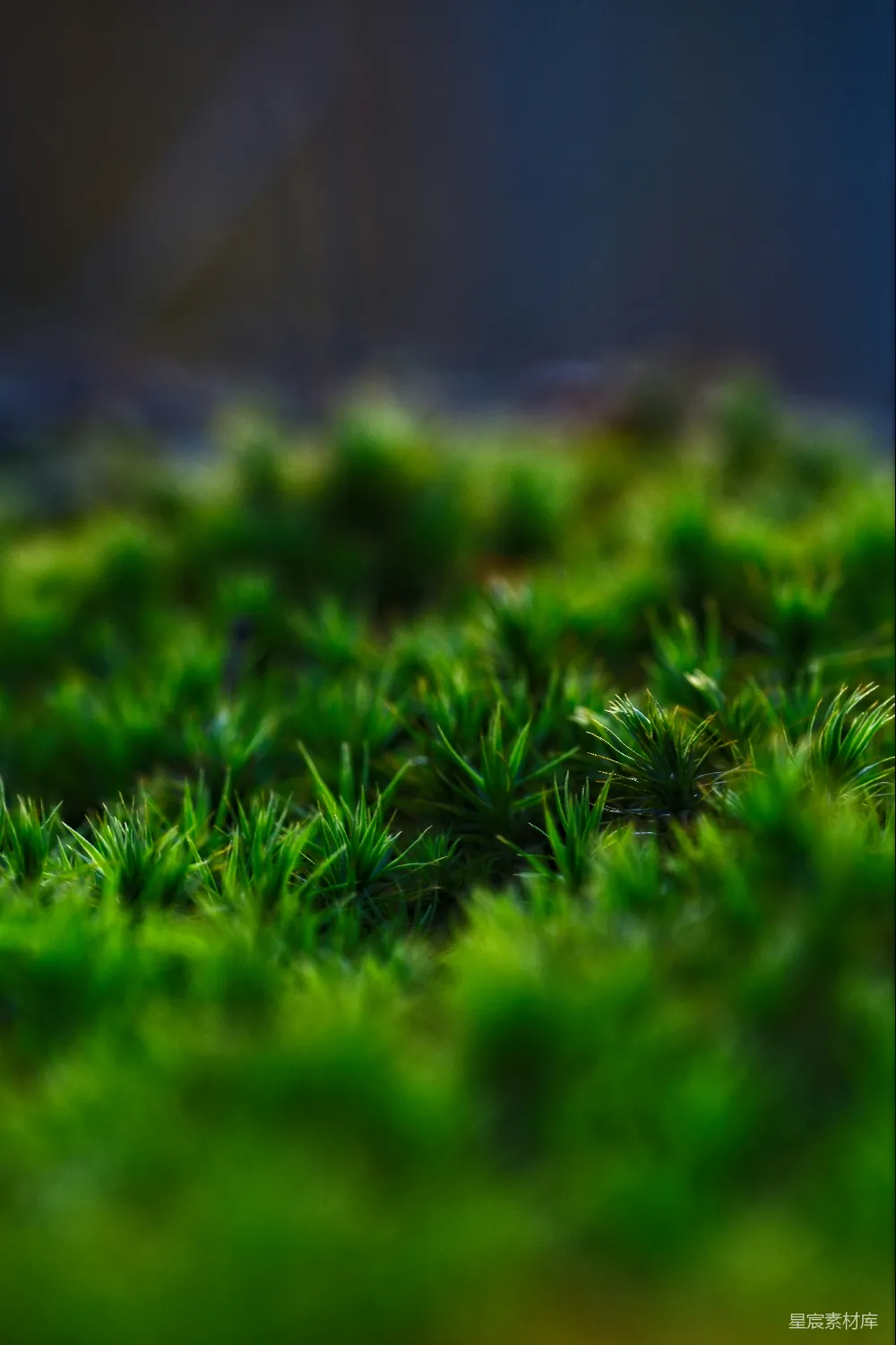 前景上生动的绿色苔藓，背景模糊。
