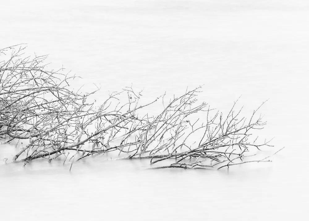 高清摄影  树枝上覆盖着积雪。