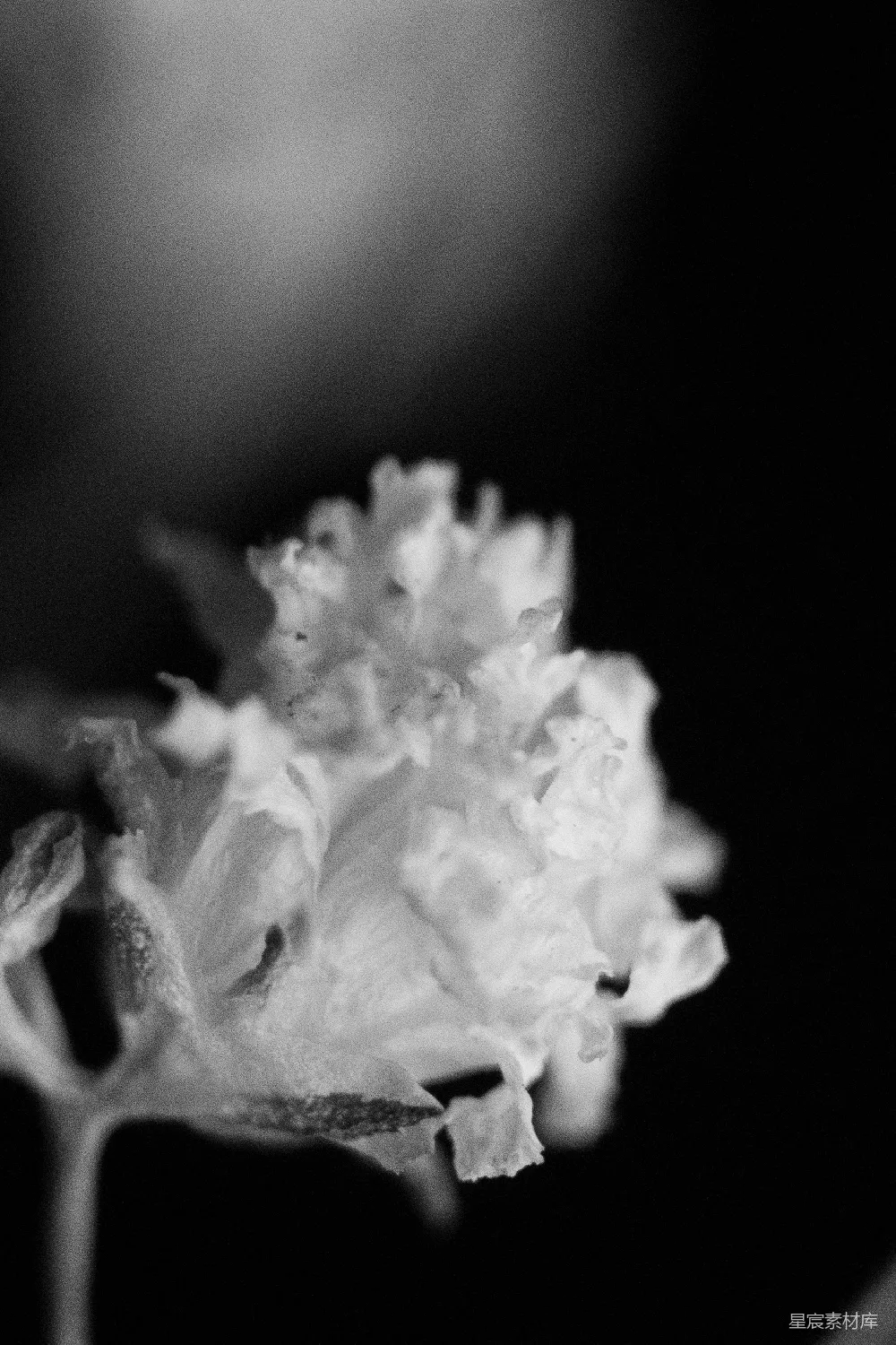 高清摄影  黑色背景中的白花