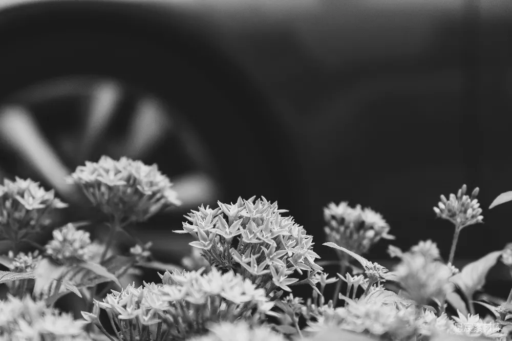 高清摄影 电影 黑圆容器中的黑白花朵照片