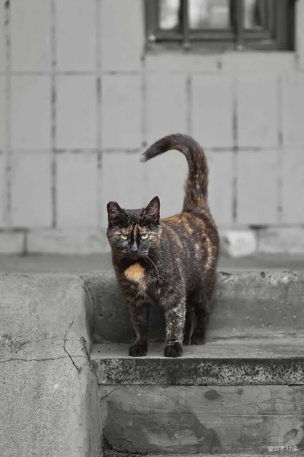 一只玳瑁猫站在台阶上。