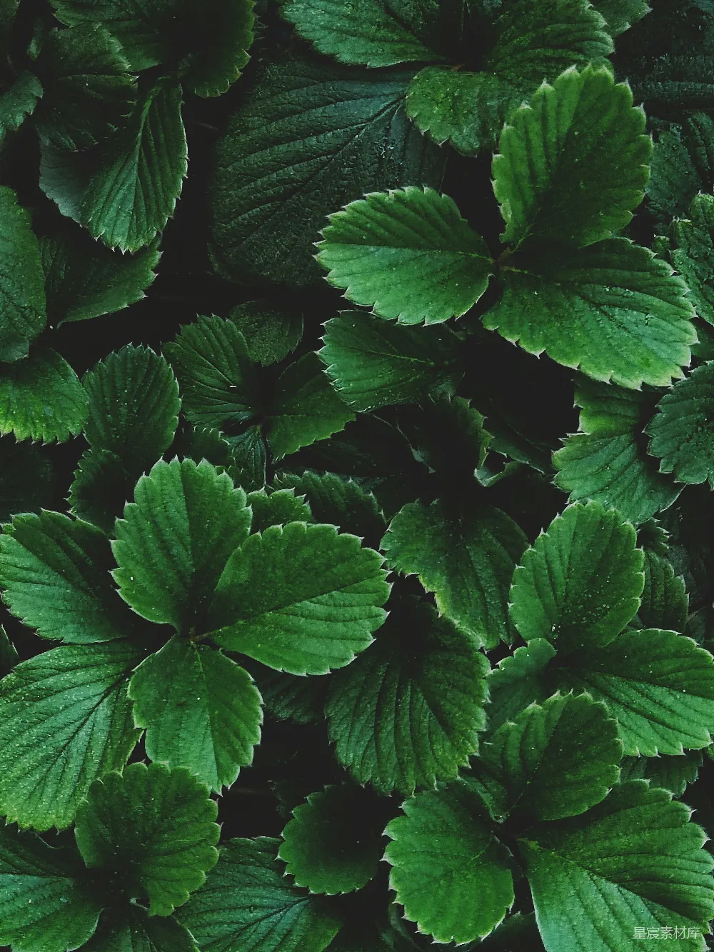 一棵植物的特写镜头，叶片是绿色的