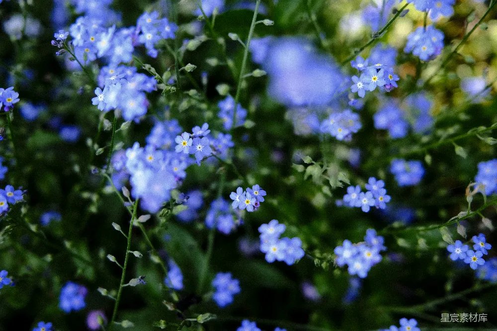 一束蓝色的花在草中