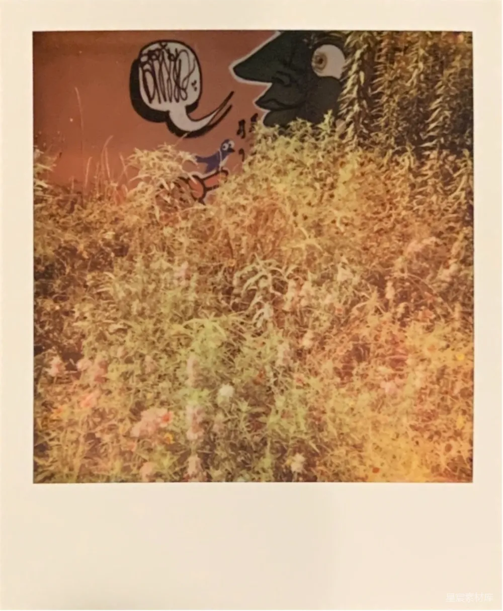 高清摄影 电影 自然 棕色和白色抽象画