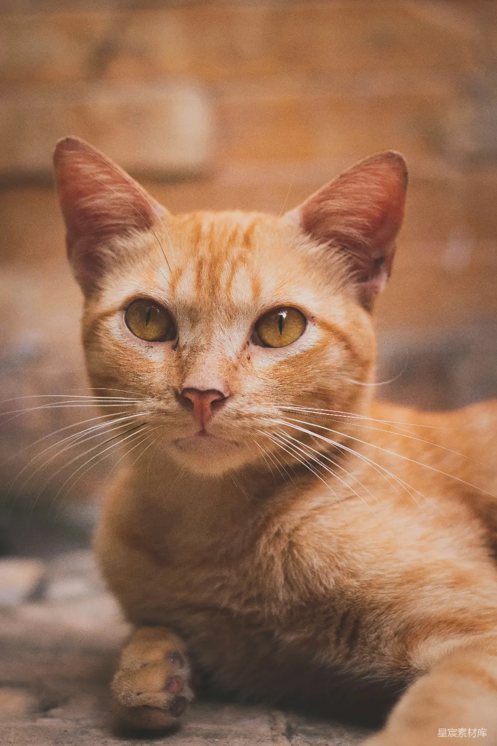 高清摄影  一只猫躺在地上的特写镜头