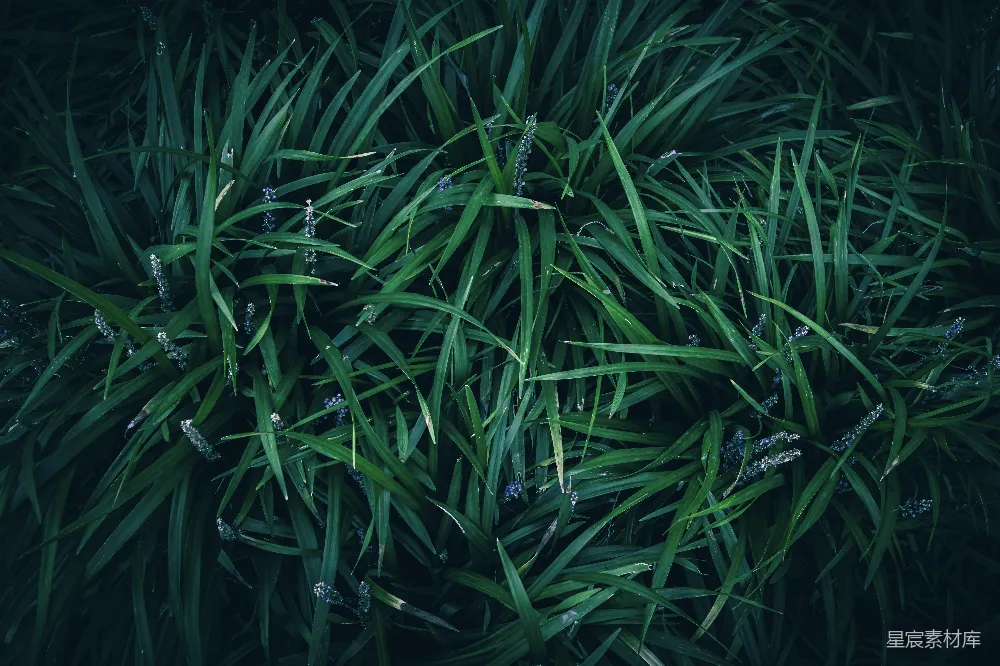 充满绿草叶片的特写镜头，带有阴影。