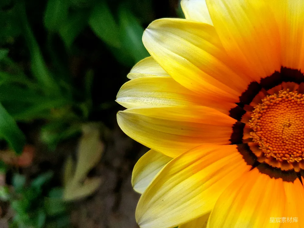 高清摄影  一朵花的特写