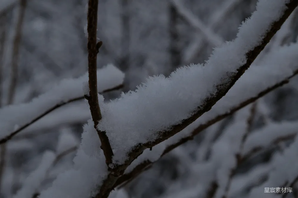 森林中覆盖着白雪的树枝