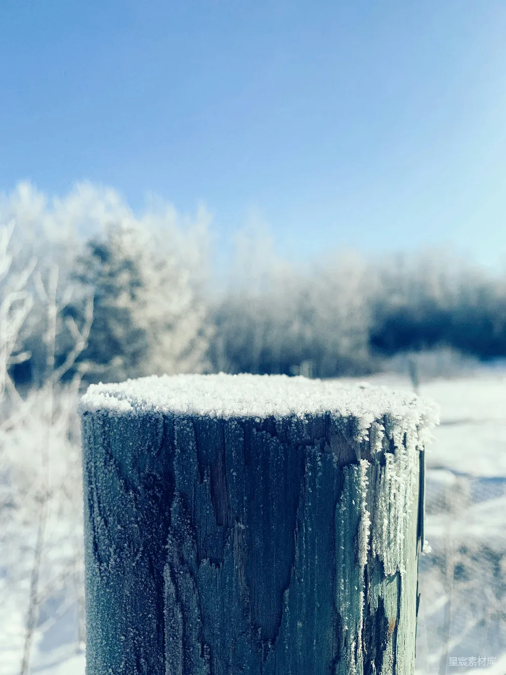 高清摄影  一张在雪地中的树桩的特写照片