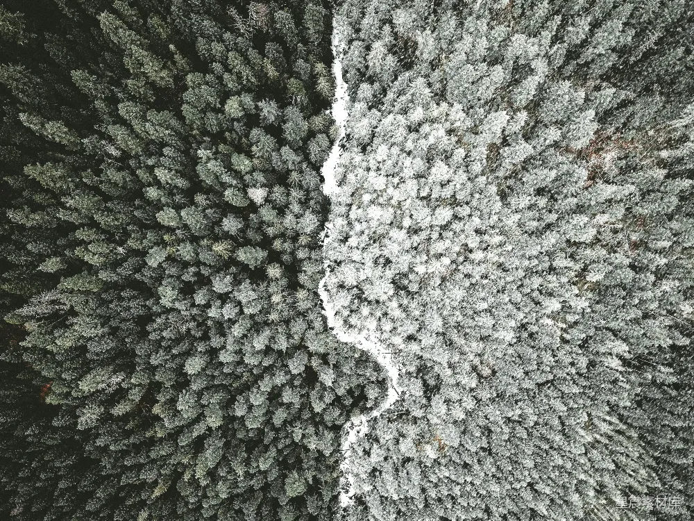 分歧