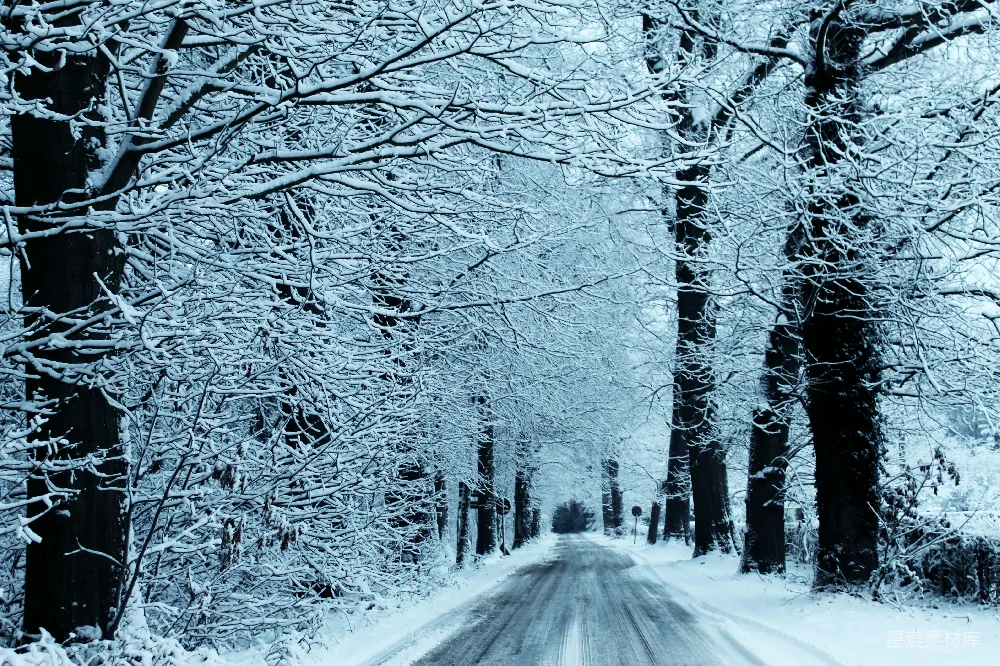 高清摄影  被雪覆盖的道路和光秃的树木
