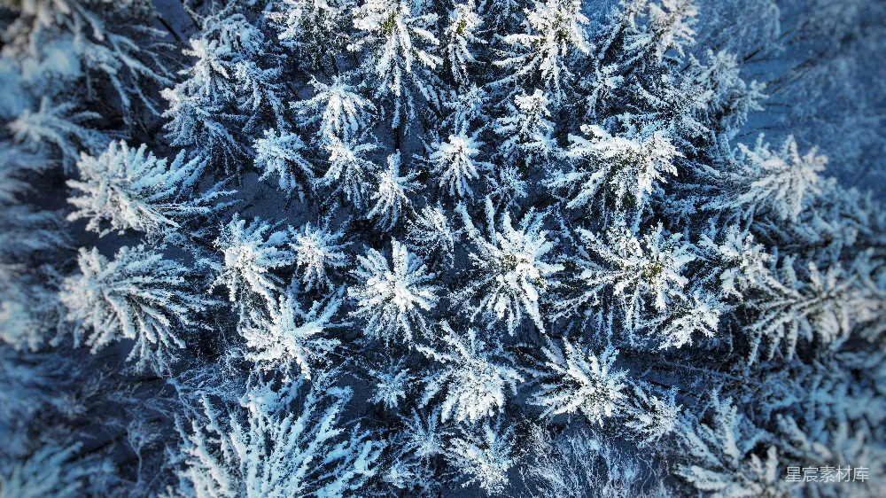 高清摄影  被雪覆盖的树的俯视图