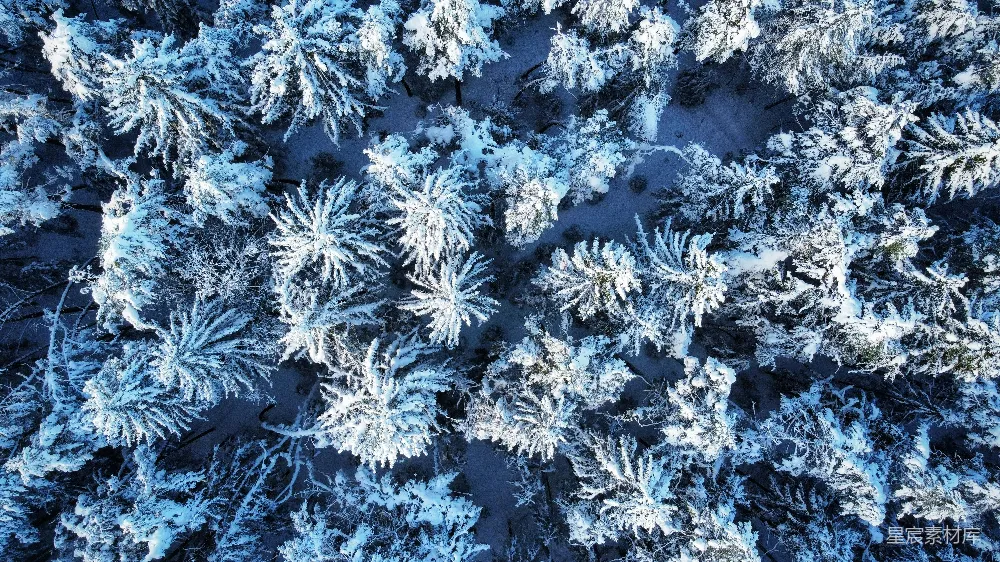 高清摄影  覆盖着积雪的森林俯视图