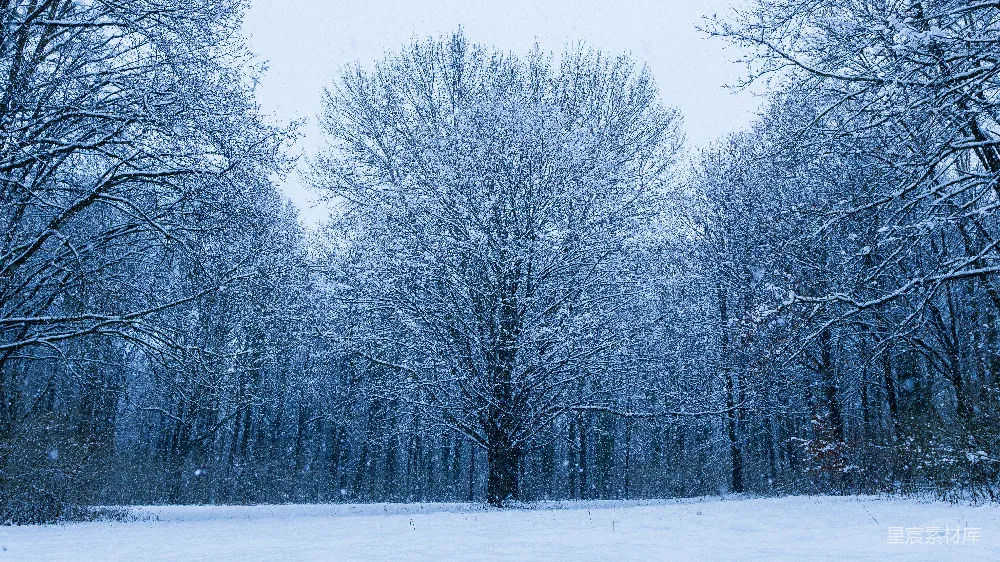 高清摄影  雪树在冬天的天空下矗立。