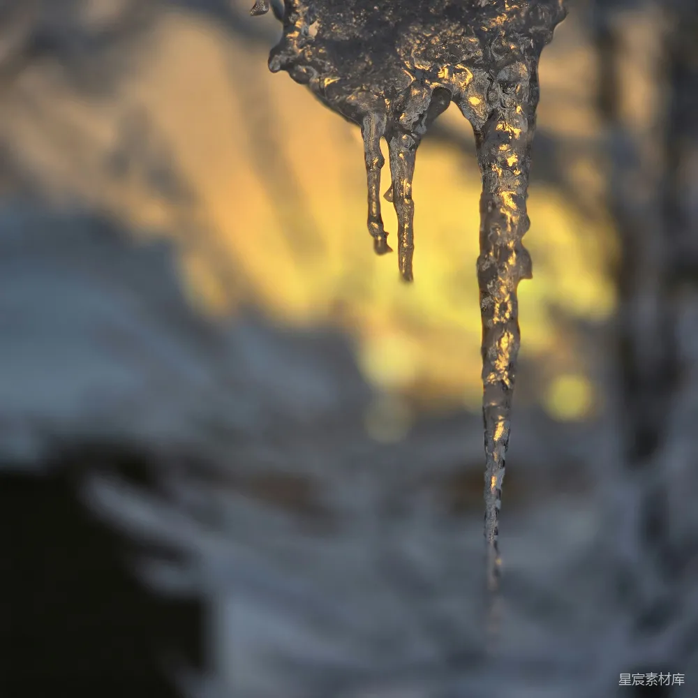 高清摄影  挂在雪地里的树枝上的冰柱