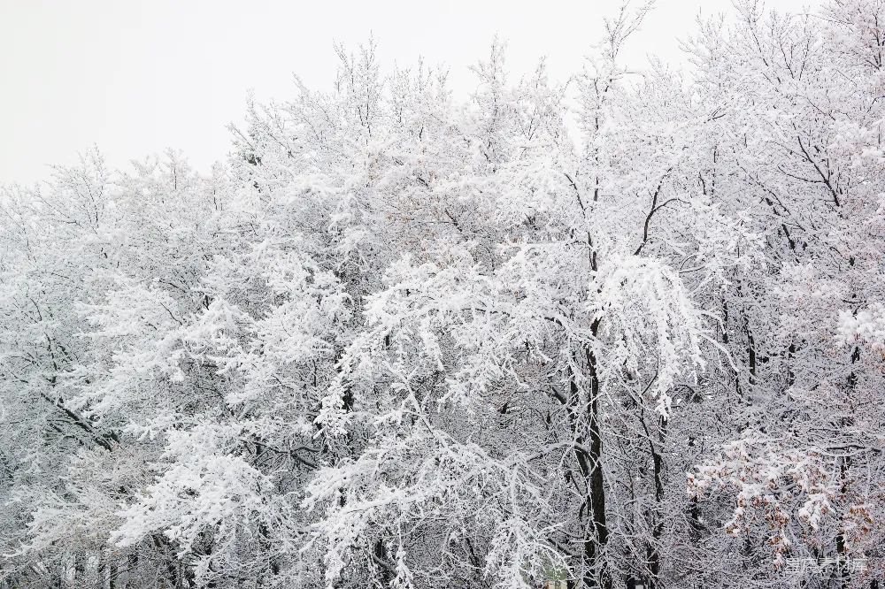高清摄影  一片被雪覆盖的森林，里面有许多树木。