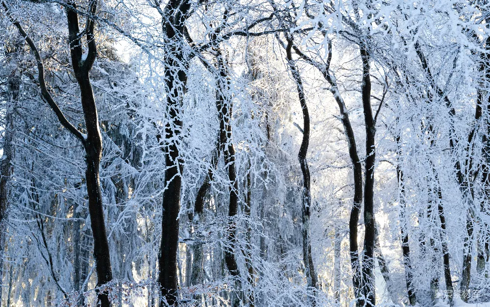 高清摄影  一片被许多被雪覆盖的树木覆盖的森林。