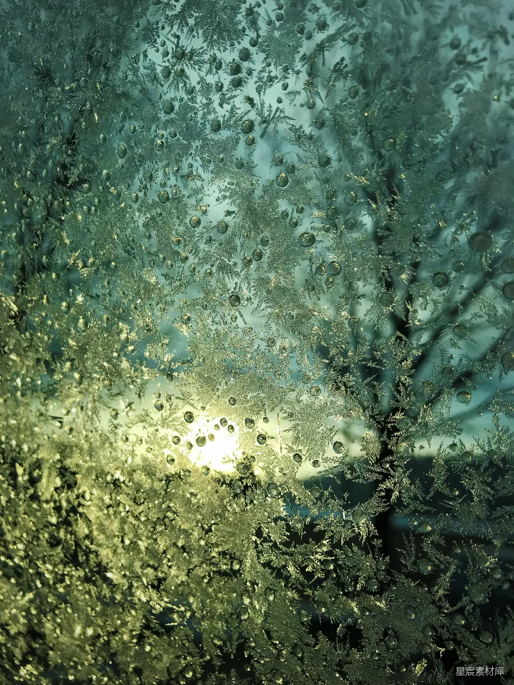 高清摄影  一棵积雪覆盖的树