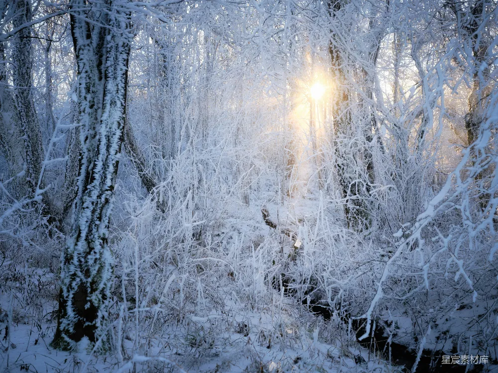 高清摄影  阳光透过雪林中的树木照进来