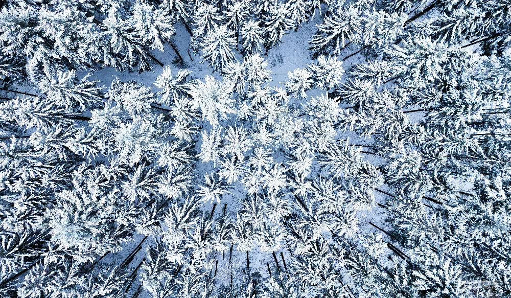 高清摄影 自然 壁纸 一张覆盖着积雪的森林的俯瞰图
