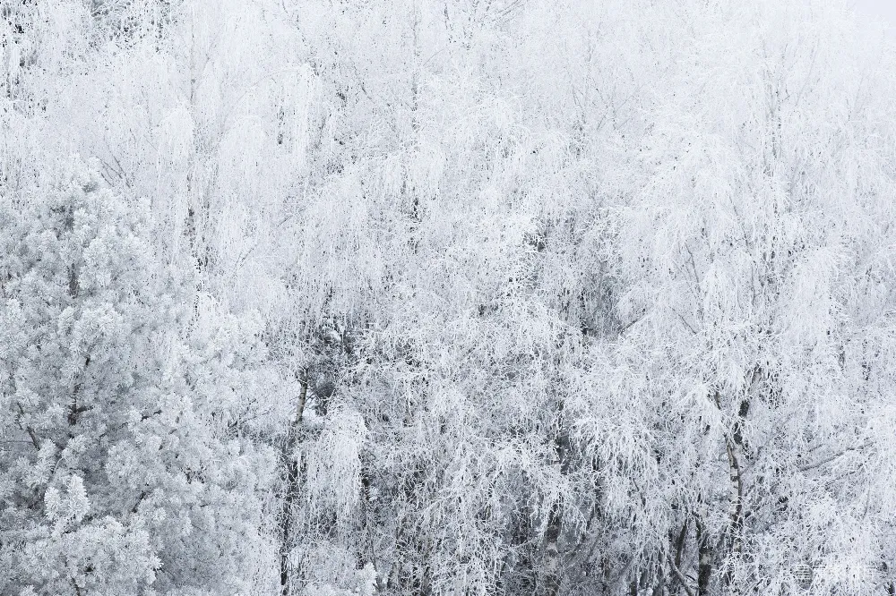 高清摄影  冬天树上覆盖着霜和雪。