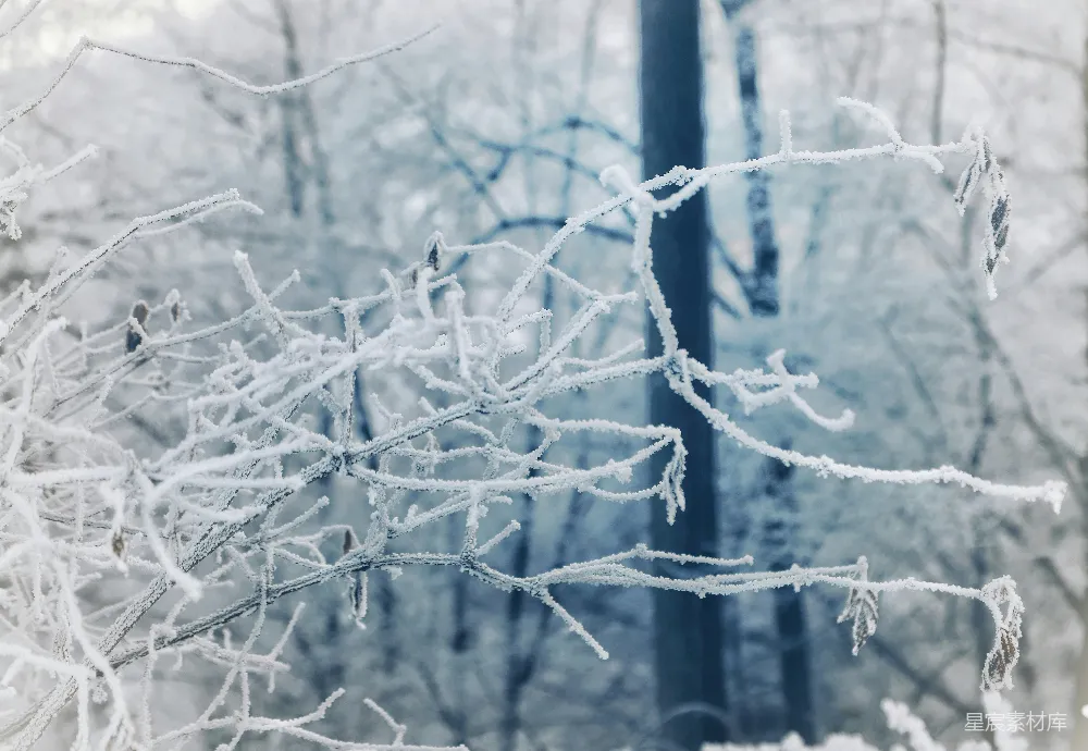高清摄影 壁纸 被雪覆盖的树枝在一片森林前