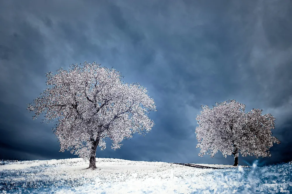 高清摄影 实验性 雪地上的白树在灰蒙蒙的天空下。