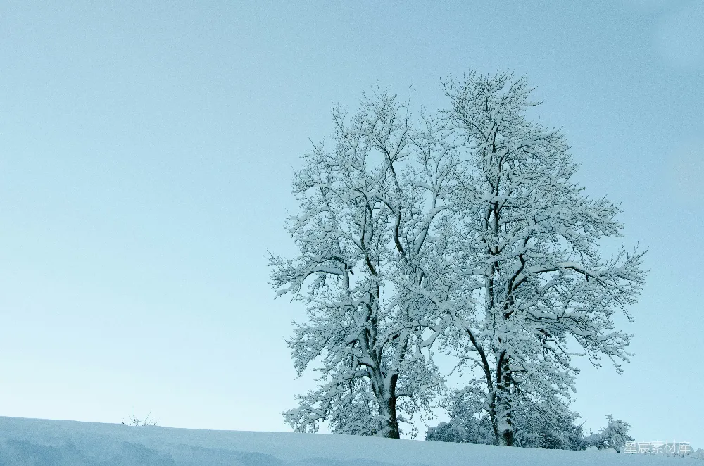 高清摄影  白天覆盖着雪的黑树
