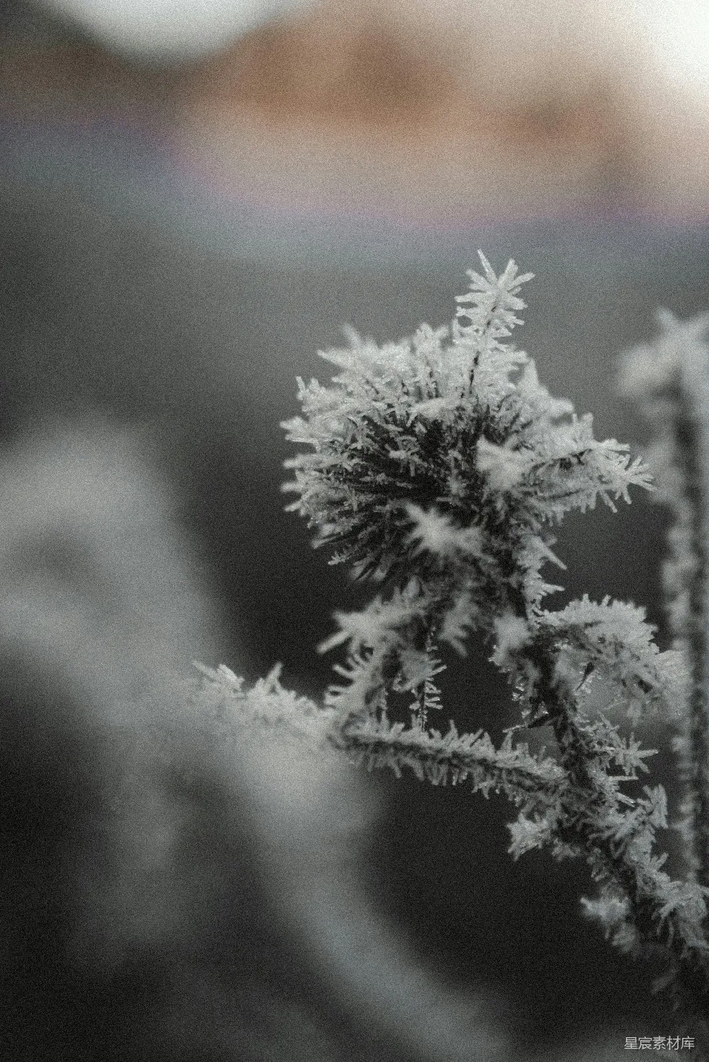 高清摄影  绿松树上的白雪