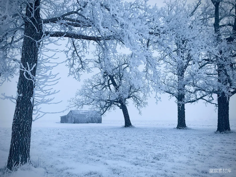 高清摄影  白天雪地上的光秃秃的树