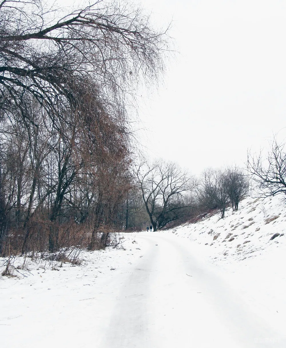 高清摄影  冬日里光秃秃的树丛间的小路积满了雪。
